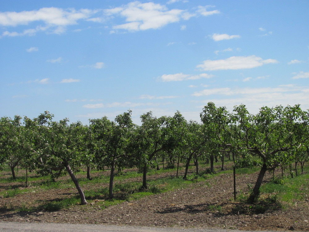 Niagara-on-the-Lake Countryside Bed & Breakfast المظهر الخارجي الصورة